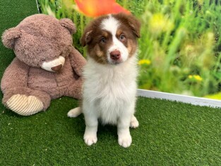 Australian Shepherd male 010408875