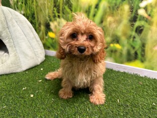 Cavapoo male Chiot à vendre 010408921