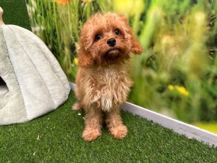 Cavapoo femelle Chiot à vendre 010408929