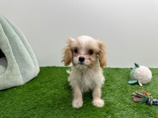 Cavapoo female 010589520