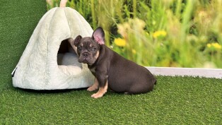 French Bulldog male Puppy for sale 010589592