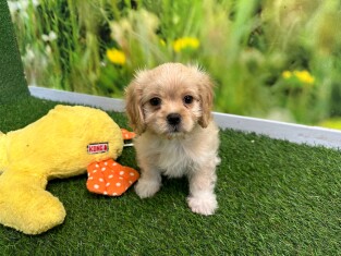Cavapoo female Puppy for sale 010589600