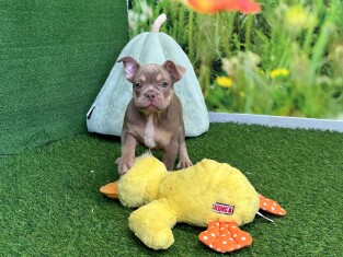 French Bulldog male Puppy for sale 010589725