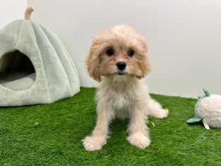 Cavapoo female 010590039