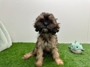 Cavapoo female 010590040