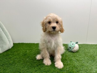 Cavapoo male 010590044