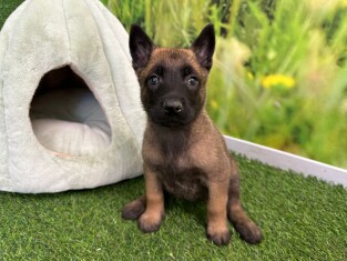 Berger Malinois femelle 010621742