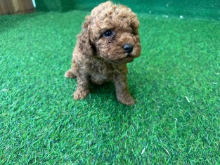 Poodle female Puppy for sale 010621882