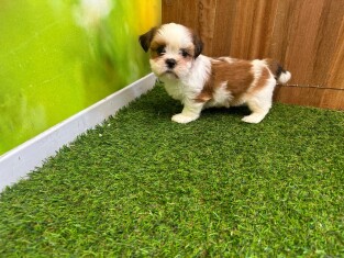 Lhasa Apso male Puppy for sale 010621886