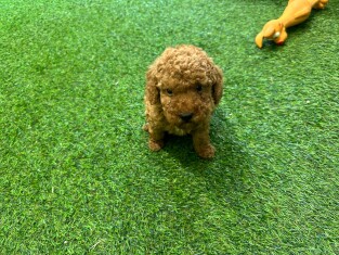 Poodle male Puppy for sale 010621914