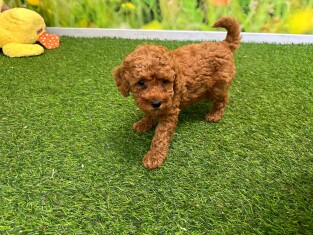 Poodle female Puppy for sale 010621921