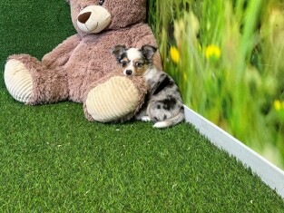Chihuahua reu Puppy te koop 010621923