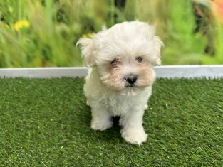 Bichon Maltais male 010621931