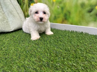 Bichon Maltais male 010621932