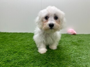 Bichon Maltais male 010621932