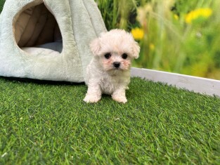 Bichon Maltais femelle 010621988