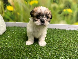 Shih Tzu femelle Chiot à vendre 010621996