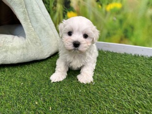 Bichon Maltais male 010622003