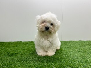 Maltezer reu Puppy te koop 010622003