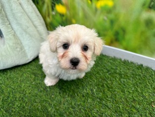 Bichon Maltais male Chiot à vendre 010622019