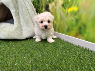 Bichon Maltais femelle Chiot à vendre 010622031