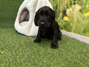 English Cocker Spaniel female Puppy for sale 010622139