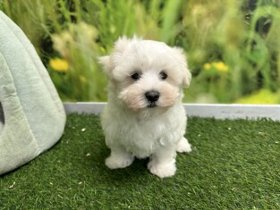 Bichon Maltais male 010622140