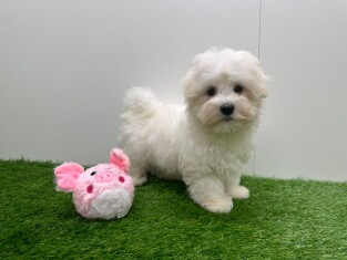 Bichon Maltais male 010622140