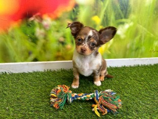 Chihuahua teefje Puppy te koop 029092417