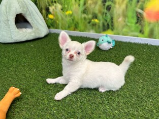 Chihuahua reu Puppy te koop 029092583
