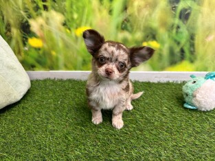Chihuahua male Puppy for sale 029092614