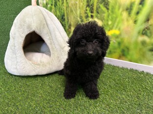 Poodle female Puppy for sale 029177178