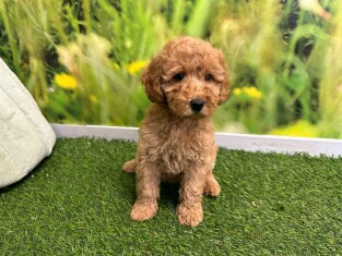 Poodle female Puppy for sale 029177232