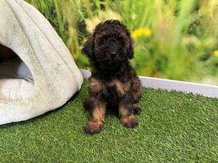 Poodle female Puppy for sale 029177578
