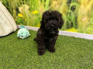 Poodle female Puppy for sale 029177764