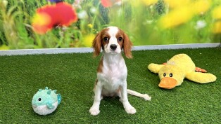 Cavalier King Charles Spaniel teefje 029178135