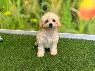 Poodle female Puppy for sale 029178827