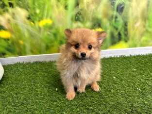 Miniature Spitz female Puppy for sale 029178840