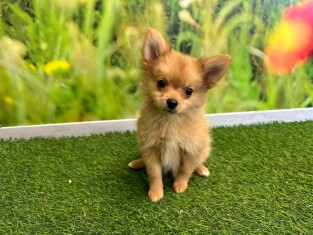 Miniature Spitz female Puppy for sale 029178938