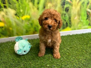 Poodle male Puppy for sale 029178955