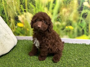 Poodle male Puppy for sale 029178999