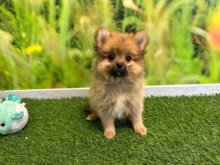 Miniature Spitz female Puppy for sale 029179074