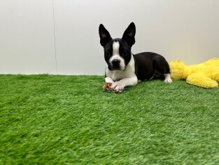 Boston Terrier reu 029179592