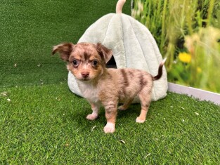 Chihuahua male Puppy for sale 029179658