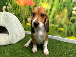 Beagle male 029179877