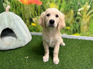 Golden Retriever female Puppy for sale 029180273