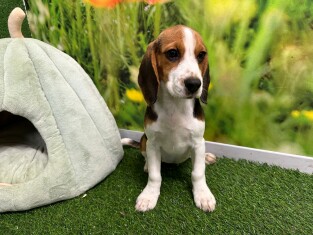 Beagle female 029180284