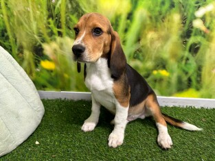 Beagle male 029180291