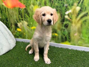 Golden Retriever female Puppy for sale 029180395