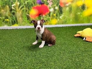 Boston Terrier reu 029182955